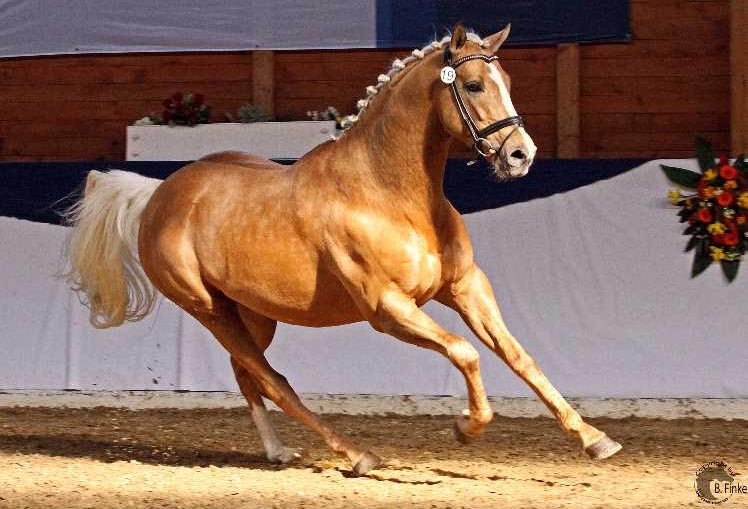 Palomino Thoroughbred Stallion